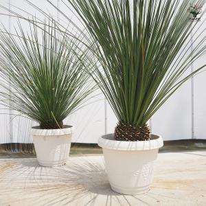 ダシリリオン ロンギッシマム 多肉植物 13号...の詳細画像5