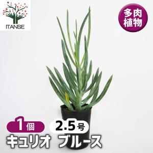ITANSE ユッカ リギダ 観葉植物 8号プラスチック鉢：リビングや