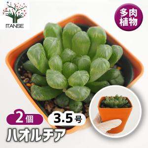 多肉植物：ハオルチア 瑞鶴錦*幅12cm 現品！一品限り : 遊恵盆栽