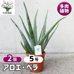 チャーム（charm） （多肉植物）アロエ ベラ 6号（1鉢） : チャーム