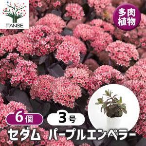 セダム パープルエンペラー 多肉植物 3号/お買...の商品画像