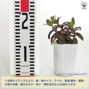 セダム パープルエンペラー 多肉植物 3号/お...の詳細画像1
