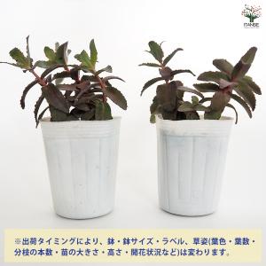 セダム パープルエンペラー 多肉植物 3号/お...の詳細画像2