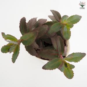 セダム パープルエンペラー 多肉植物 3号/お...の詳細画像3