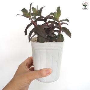 セダム パープルエンペラー 多肉植物 3号/お...の詳細画像4