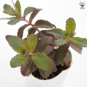 セダム パープルエンペラー 多肉植物 3号/お...の詳細画像5