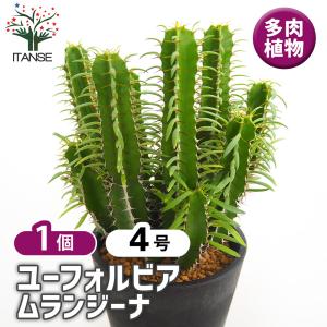 ユーフォルビア ムランジーナ 多肉植物 4号/1...の商品画像