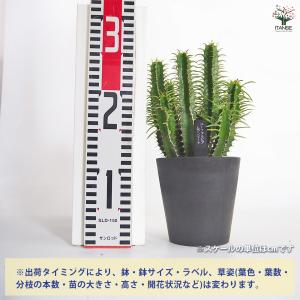 ユーフォルビア ムランジーナ 多肉植物 4号/...の詳細画像1
