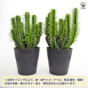 ユーフォルビア ムランジーナ 多肉植物 4号/...の詳細画像2