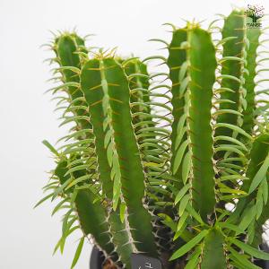ユーフォルビア ムランジーナ 多肉植物 4号/...の詳細画像4