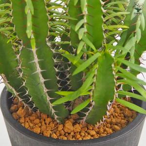 ユーフォルビア ムランジーナ 多肉植物 4号/...の詳細画像5
