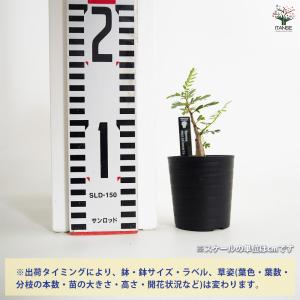 センナ メリディオナリス 多肉植物 2.5号/...の詳細画像1