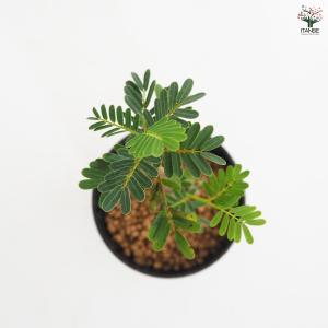 センナ メリディオナリス 多肉植物 2.5号/...の詳細画像3