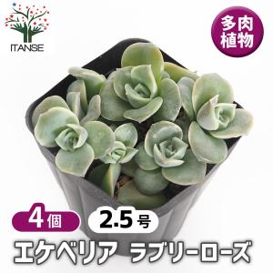 エケベリア ラブリーローズ 多肉植物 2.5号/...の商品画像