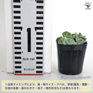 エケベリア ラブリーローズ 多肉植物 2.5号...の詳細画像1