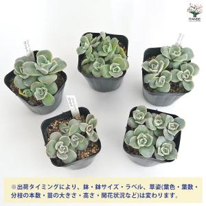 エケベリア ラブリーローズ 多肉植物 2.5号...の詳細画像2