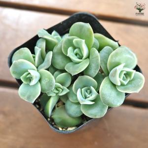 エケベリア ラブリーローズ 多肉植物 2.5号...の詳細画像3
