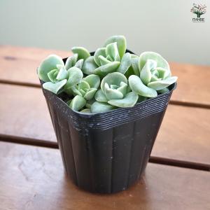 エケベリア ラブリーローズ 多肉植物 2.5号...の詳細画像4