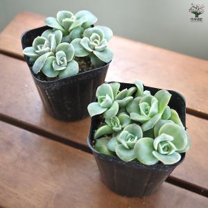 エケベリア ラブリーローズ 多肉植物 2.5号...の詳細画像5