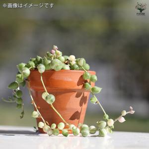 グリーンネックレス 斑入り 多肉植物 2.5号...の詳細画像2