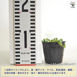 グリーンネックレス 斑入り 多肉植物 2.5号...の詳細画像3