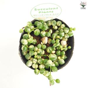グリーンネックレス 斑入り 多肉植物 2.5号...の詳細画像5