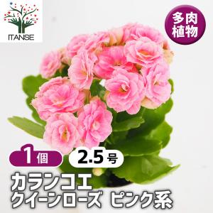 カランコエ ピンク花 肉厚葉 カランコエ クイーンローズ ピンク系 多肉植物 2.5号/お買い得2個