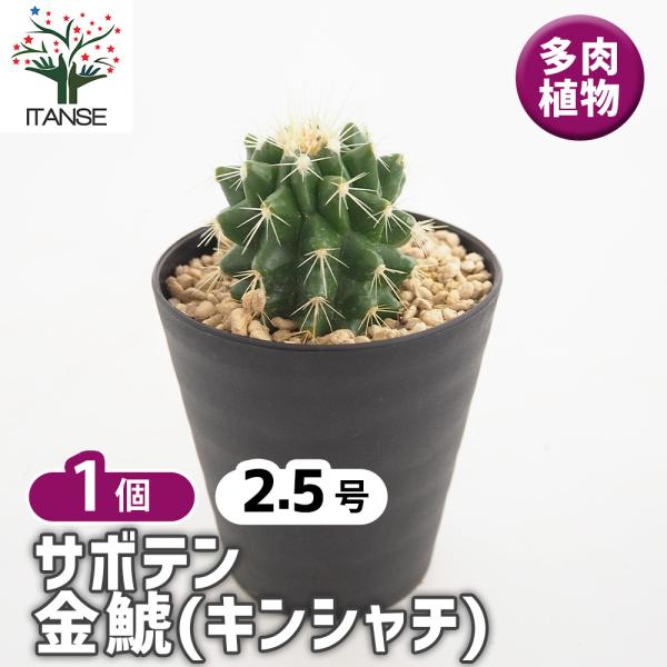 サボテン 金鯱(キンシャチ) 多肉植物 2.5号/1個売り さぼてん 仙人掌 観葉植物 リビング オ...