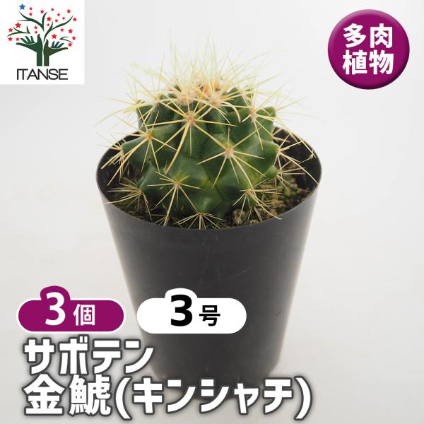 サボテン 金鯱(キンシャチ) 多肉植物 3号/お買い得3個セット さぼてん 仙人掌 観葉植物 リビン...
