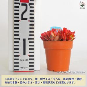 クラッスラ ヒマツリ 多肉植物 3.5号/1個...の詳細画像1