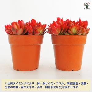 クラッスラ ヒマツリ 多肉植物 3.5号/1個...の詳細画像2