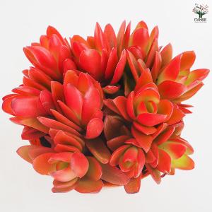 クラッスラ ヒマツリ 多肉植物 3.5号/1個...の詳細画像3