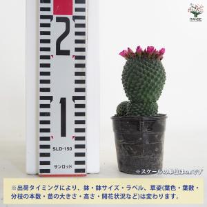 サボテン マミラリア マークシアナ 多肉植物 ...の詳細画像1