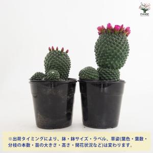 サボテン マミラリア マークシアナ 多肉植物 ...の詳細画像2