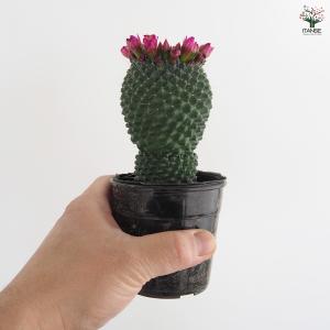サボテン マミラリア マークシアナ 多肉植物 ...の詳細画像3