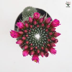 サボテン マミラリア マークシアナ 多肉植物 ...の詳細画像4