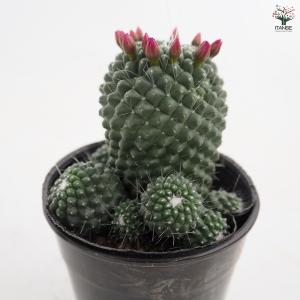 サボテン マミラリア マークシアナ 多肉植物 ...の詳細画像5