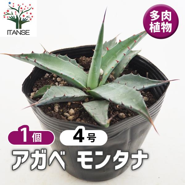 アガベ モンタナ 多肉植物 4号/1個売り リビング オフィス 事務所 インテリア 大型 おしゃれ ...