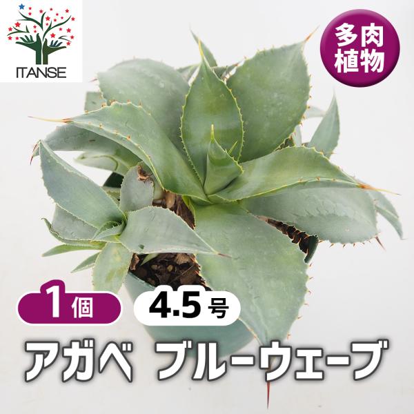 アガベ ブルーウェーブ 多肉植物 4.5号/1個売り リビング オフィス 事務所 インテリア 大型 ...