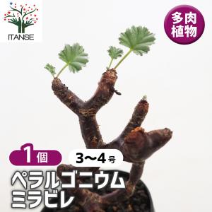 アボニア アルストニー うつぼ錦 塊根植物 発根済み 塊根植物：アボニア アルストニー うつぼ錦 赤花*葉幅4.5cm 現品！一品