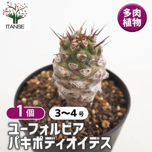 観葉植物 ユーフォルビア パキポディオイデス(幹太) 23-05 : 園芸