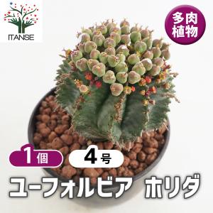 大型 多肉植物 アガベ フランゾシニー 8号鉢 高さ約70cm Agave