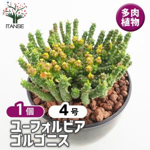 ユーフォルビア ホリダ 多肉植物 4号/1個売り 花苗 お花 宿根草 多年草