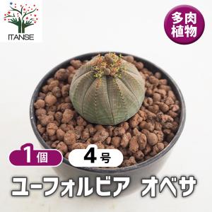 多肉植物：アガベ パープソラム 帝釈天*幅43cm 現品！一品限り