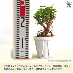 ポーチュラカリア アフラ 多肉植物 4号/1個...の詳細画像1