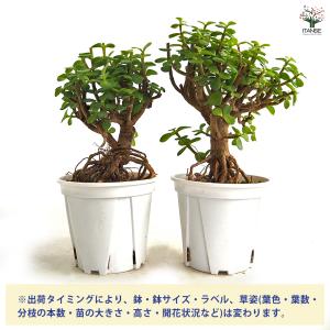 ポーチュラカリア アフラ 多肉植物 4号/1個...の詳細画像2