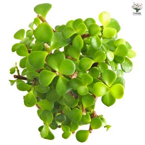 ポーチュラカリア アフラ 多肉植物 4号/1個...の詳細画像3