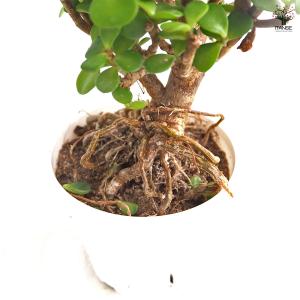 ポーチュラカリア アフラ 多肉植物 4号/1個...の詳細画像4