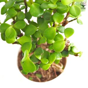 ポーチュラカリア アフラ 多肉植物 4号/1個...の詳細画像5