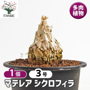 サボテン：アストロフィツム 山川肋骨ストロンギ鸞鳳玉 実生*幅16cm